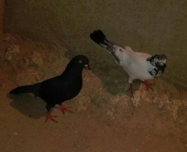 کبوتر شیخ و سیاه