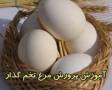 آموزش پرورش مرغ تخمگذار و بسته بندی تخم مرغ تولیدی / 2 سی دی فارسی