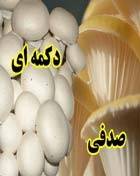 آموزش تصویری و طرح توجیهی ویژه قارچ صدفی و دکمه ای+آموزش تصویری شترمرغ