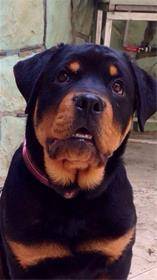 سگ روتوایلر (Rottweiler)