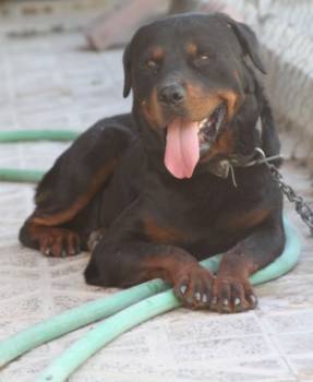 فروس روتوایلر بالغ - rottweiler