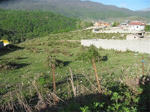 چلاو روستای تیار(کد2007)