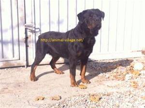 فروش سگ گارد راتویلر, توله سگ روتوایلر, Rottweile