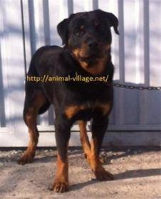 خرید و فروش روتوایلر , توله سگ روتوایلر, Rottweile