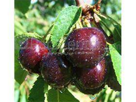 گیلاس تک دانه مشهدی ،نهال گیلاس ،درخت گیلاس،Cherry