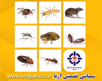 سمپاشی تضمینی آریا، سمپاشی محله قیطریه