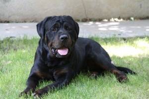 روتوایلر بالغ آماده برای نسل کشی - rottweiler