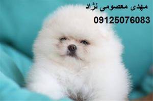 فروش پامرانین وارداتی 09125076083