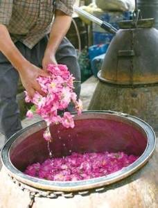 مراسم گلاب گیری در قمصر