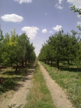 مزرعه فروشی مکانیزه