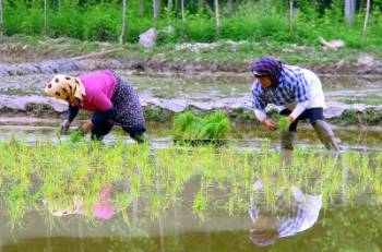 اعطای نمایندگی برنج سیدرضی