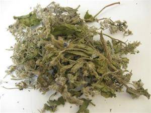 فروش گاوزبان اروپایی (Borago officinalis L)