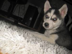 هاسکی بالغ - siberian husky