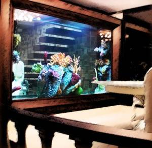 آکواریوم آکواریوم aquarium