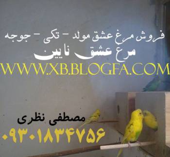 مرغ عشق نایین www.xb.blogfa.com