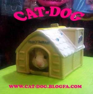 فروش همستر های زیبا و کوچولو در فروشگاه (cat-dog)