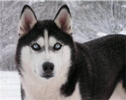 فروش هاسکی  forooshe husky