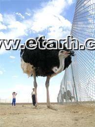 ارائه طرح توجیهی پرورش شتر مرغ www.etarh.com