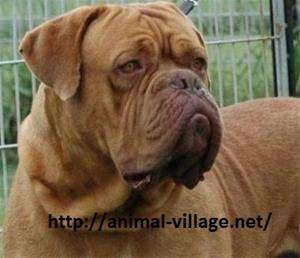 فروش سگ ماستیف ,  فروش فرنچ ماستیف, French Mastiff