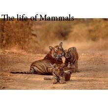 مستند حیوانات the life of mammals