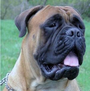 تولهای اصیل بول ماستیف(Bull Mastiff