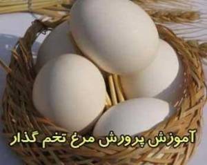 بسته ویژه مرغ تخمگذار 2 سی دی