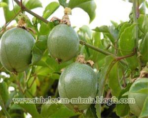 پشن فروت(Passion Fruit )