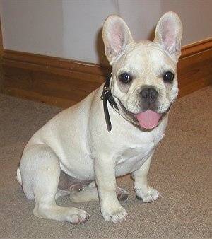 فرنچ بولداگ french bulldog