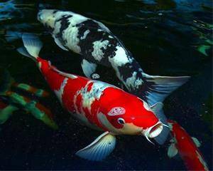 فروش  عمده ماهی کوی (koi fish)