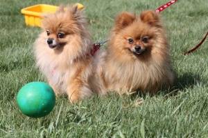 فروش Pomeranian وارداتی