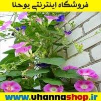 گل نیلوفر رونده الوان