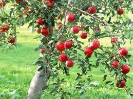 دو قطع باغ فروش ویژه در روستای نصرآباد