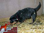 فروش  توله روتوایلر  Rottweiler