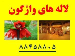 تور ویژه لاله های واژگون