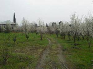 باغ پرتقال و گوجه سبز در روستای سرسبز بیتم شاندرمن