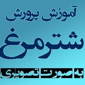 مجموعه کامل آموزش پرورش شترمرغ +( طرح توجیهی اقتصادی جهت اخذ وام) / اورجینال