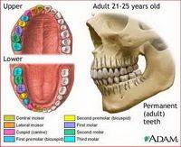 نرم افزار جامع مدیریت مطب و کلینیک دندانپزشکی Dental Assistant