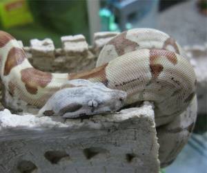 بهترین قیمت فروش مار پیتون آلبینو Albino Python