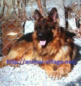 فروش سگ ژرمن شپهرد موبلن,توله ژرمن,German Shepherd