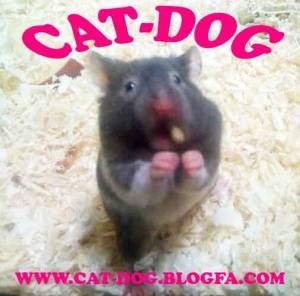 فروش انواع همستر در فروشگاه (cat-dog)