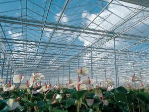 VENLO GLASS GREENHOUSES