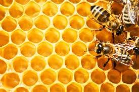 فروش موم زنبور عسل bees wax