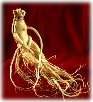 جنسینگ Ginseng