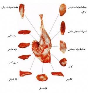 فروش لاشه شتر مرغ شرکت منتخب سیمرغ پارسی