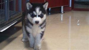 سگ هاسکی (husky)