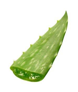 آلوئه ورا aloe vera