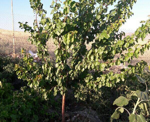 باغ ویلایی اطراف بستان آباد