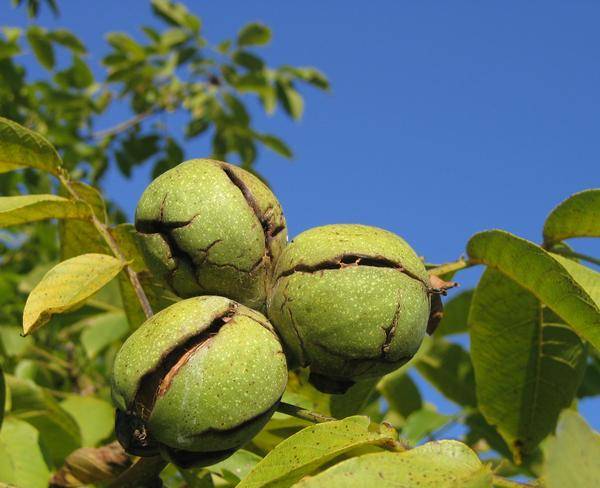 فروش باغ شهری سیخ دارنگان