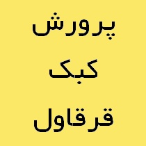 کبک