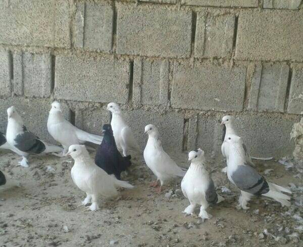 کبوتر بوشهری خوب